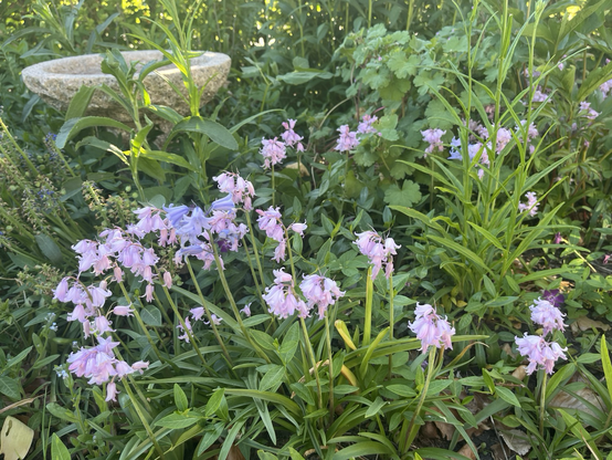 Pale lilac, bell-shaped flowers in a flowerbed of mostly green. In the background, the top of a granite bird bath