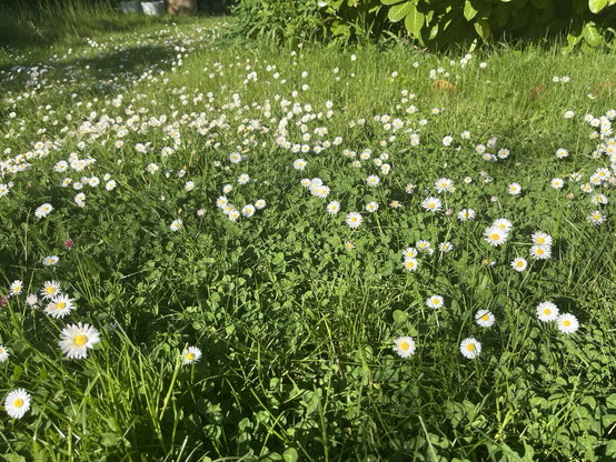 Lawn with myriad daisies and fairly long grass. Soft and inviting