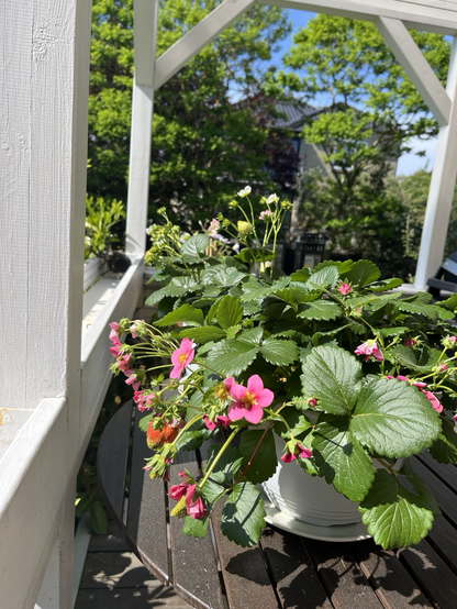 Two pots with strawberries on a table on my porch. The one in front has pink flowers (!) and amongst the flowers you can see a strawberry that is turning red. The one behind it has white flowers and two green strawberries 