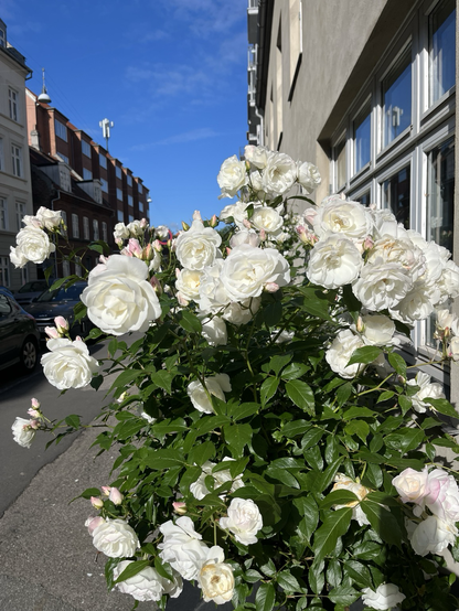 A bunch of white roses in full bloom along the first floor windows of a narrow Copenhagen street