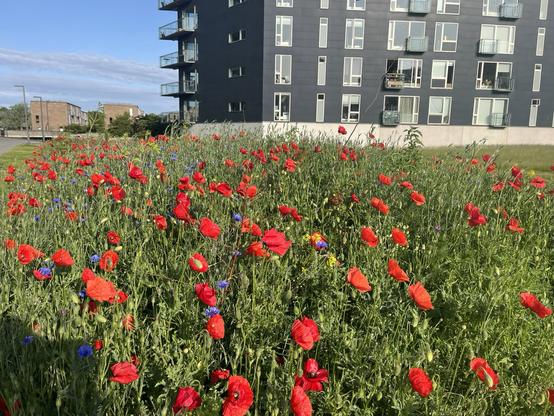 Kæmpe bed med røde valmuer og blå kornblomster og masser af grønt foran en lidt kedelig mørkegrå bygning