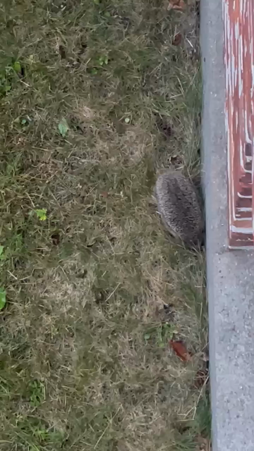 Lille video filmet ud af stuevinduet ned langs ydermuren - og dernede møffer et pindsvin rundt 🥰