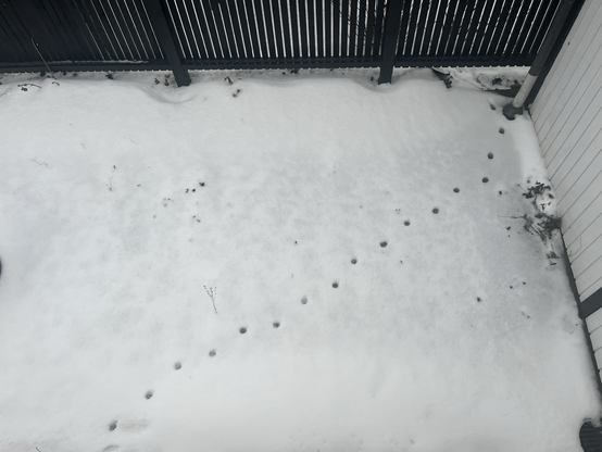Billede taget fra høj stueetage ned på et stykke flisebelagt baghave dækket af et tyndt lag sne der er delvist tøet. Feltet er indkranset af sortmalet stakit til den ene side og et hvidmalet skur til den anden. I en skrå bane ses tydelige aftryk af dyrepoter