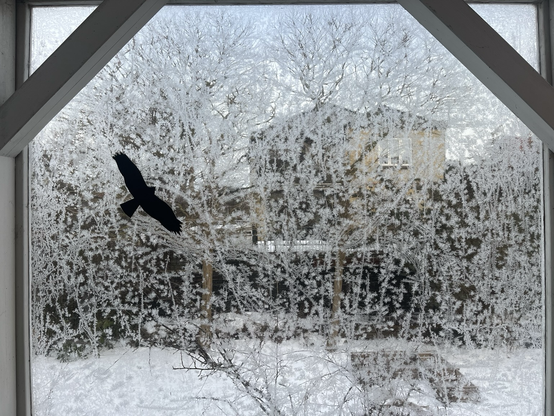 Rude under overdækket terrasse, fyldt med iskrystaller der former plantelignende strukturer. Til venstre er sort klistermærke af en rovfugl for at skræmme småfuglene fra at forsøge at flyve gennem ruden. Gennem ruden ses svagt et nabohus og nogle træer