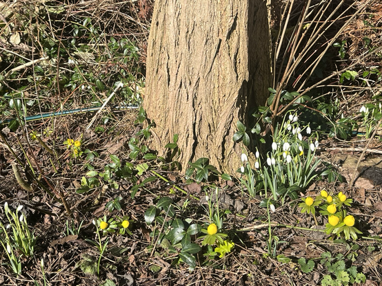 Erantis og vintergækker på en bund af brune blade og kviste foran en træstamme. Solen skinner og lyser blomsterne op