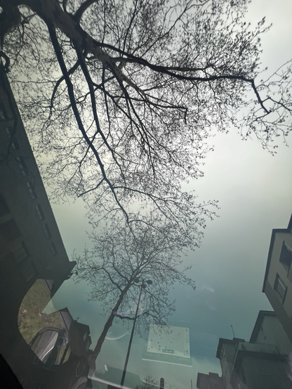 Billede taget gennem taget på en bil. Motivet er grene der står sort frem mod en lysegrå himmel. Til siderne nogle bygninger. Nederst genskin inde fra bilen (sidevindue med glimt af sidespejl og en navigationsskærm)