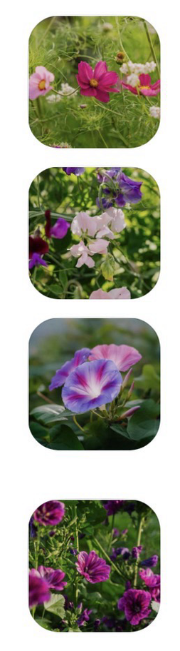 Oversigt over bestilte blomster, vist i hvert sit afrundede billede: cosmos, ærteblomst, pragtsnerle og katost. Alt i lyserøde og lilla farver