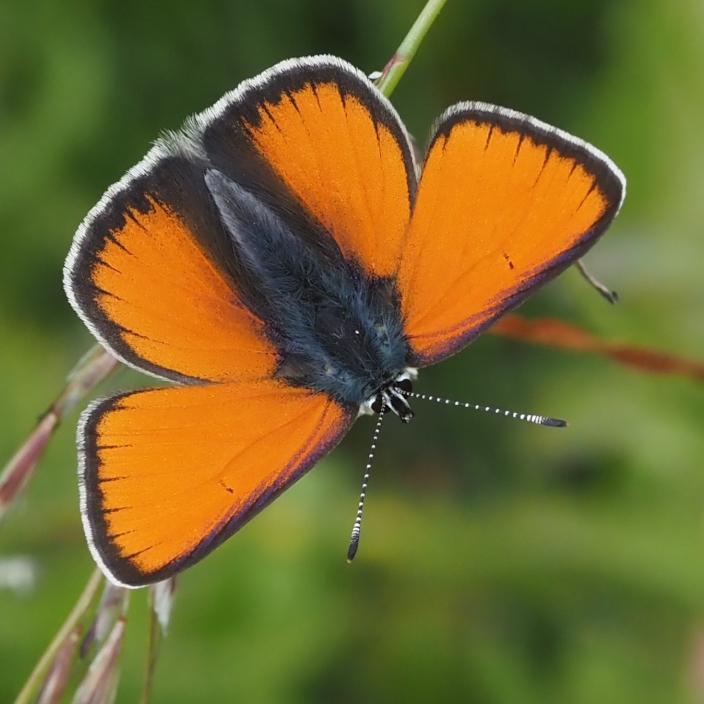 A butterfly with wings that are  nicely rounded, very straight line at the front, with front wings neat triangles and rear shaped like the rear of a whale. Black banding surrounds each wing, all of which are screaming orange