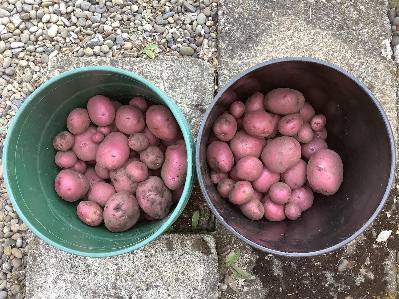 Two five-gallon plastic buckets, each half full of red potatoes.