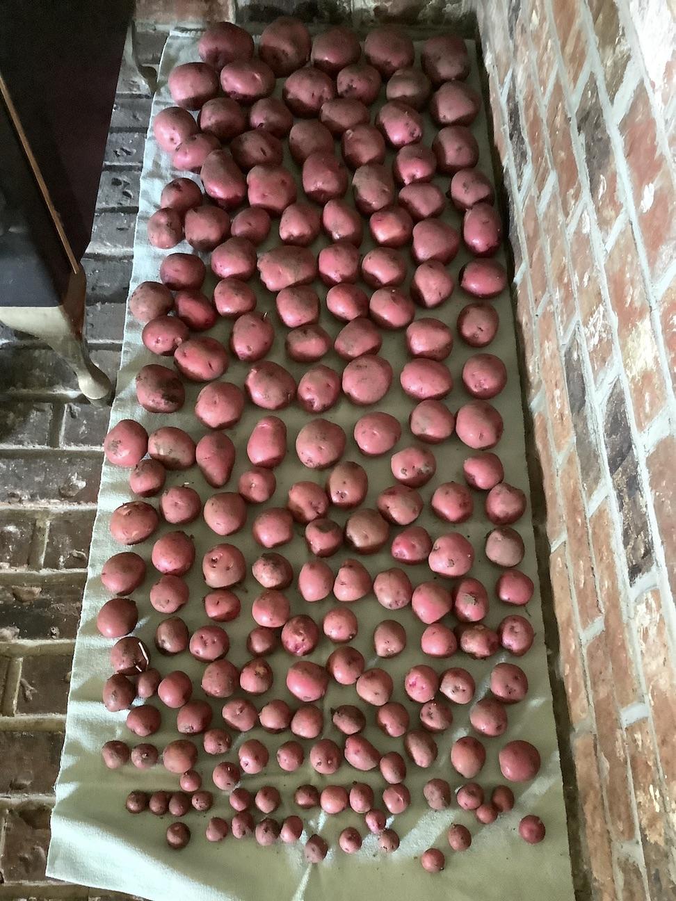 A couple hundred red potatoes laid out (sorted for size) on a cotton sheet.