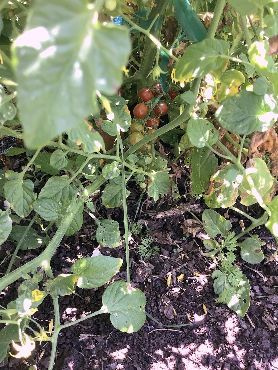A small cluster of half-ripe currant tomatoes deep within the foliage of the plant.